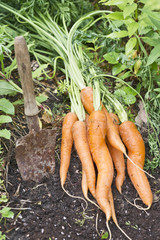 Möhren im Garten