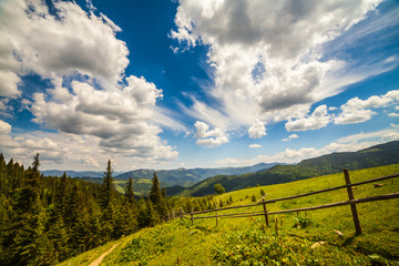 Fototapeta premium mountain summer landscape. trees near meadow and forest