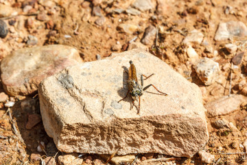 Machimus atricapillus. Asilo, Mosca Cazadora.
