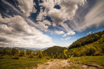 mountain summer landscape. trees near meadow