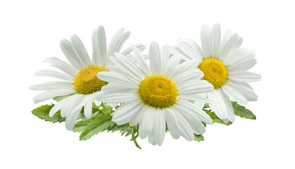 3 chamomile composition isolated on white background