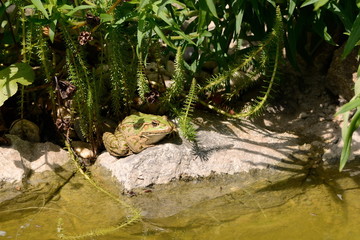 grüner Frosch am Teichrand