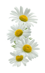 Vertical chamomile composition isolated