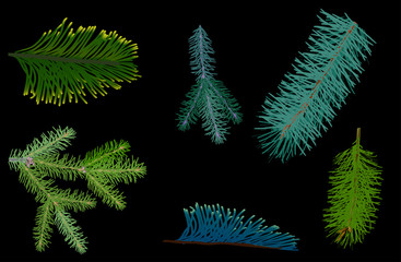 six green coniferous branches on black