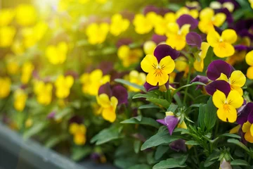 No drill roller blinds Pansies Flowering purple pansies in the garden as floral background