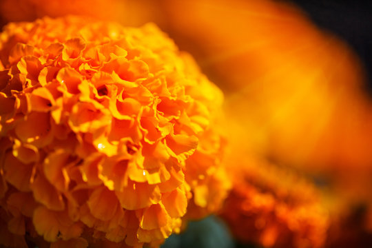 Close Up Beautiful  Orange Marigolds (tagetes Patula) In Sunshin