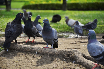 Fototapeta premium Pigeon on the root