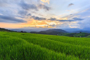 Fototapeta premium Green Terraced Rice Field in Pa Pong Pieng , Mae Chaem, Chiang Mai, Thailand