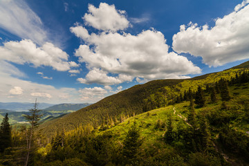 Obraz premium mountain summer landscape. trees near meadow