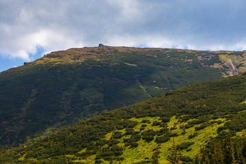 Obraz premium mountain summer landscape. trees near meadow