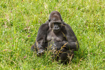 Gorilla beringei graueri. Gorila de Llanura.
