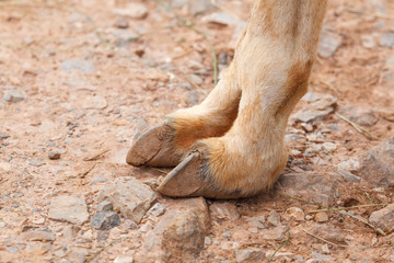 Lama glama. Llama. Detalle de la pezuña.
