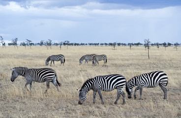 Fototapeta na wymiar Tanzania, Serengeti National Park, Lobo area, zebras (equus burchellii)