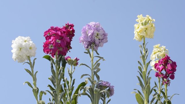 青空をバックにカラフルなアラセイトウの花花