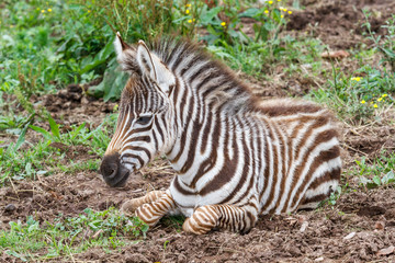 Equus burchelli. Joven Cebra Común o de Burchell.
