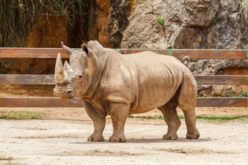 Fototapeta premium Ceratotherium simum. Macho de Rinoceronte Blanco. 