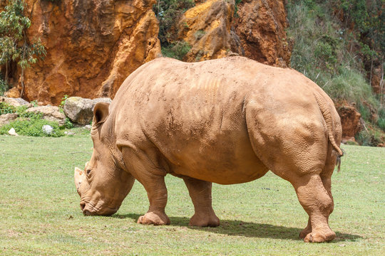 Ceratotherium simum. Rinoceronte Blanco pastando.
