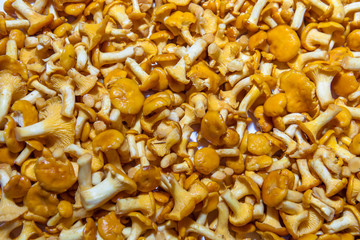 Yellow chanterelle