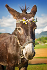 Porträt eines Esels mit Blumenkranz