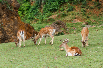Cervus elaphus. Ciervos pastando.
