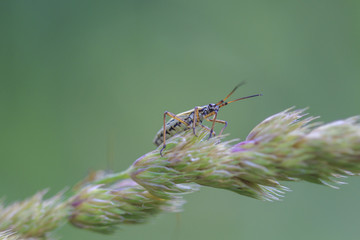 Makrowelt