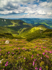 Magic pink rhododendron flowers in the mountains