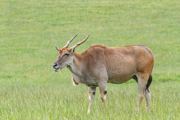 Taurotragus orix. Eland, pastando.
