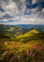 Magic pink rhododendron flowers in the mountains