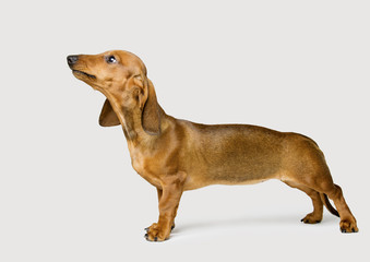 Dachshund Isolated over White Background, Brown Dog Looking Up