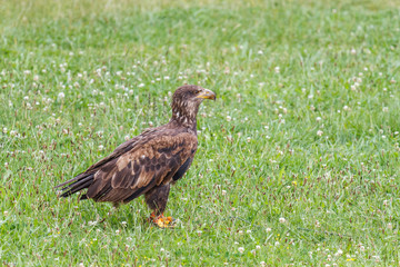 Águila Calva, Pigargo Americano. Haliaeetus leucocephalus.