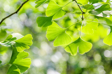 gingko leaf