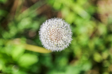 dandelion