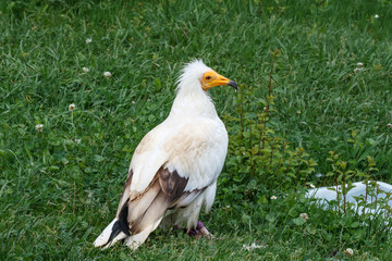 Neophron percnopterus. Alimoche.
