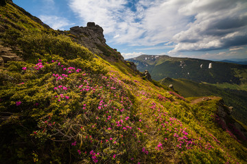 Magic pink rhododendron flowers in the mountains