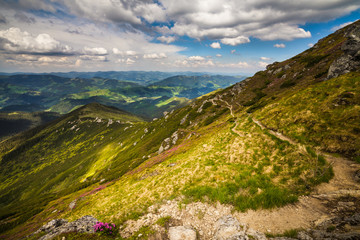 Magic pink rhododendron flowers in the mountains