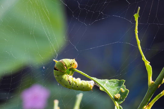 Green caterpillar worm on leaf