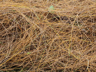 Pine are fall on the garden