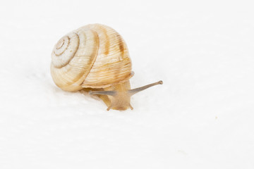 Garden snail - Stock image macro.
