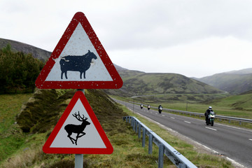 Panneaux indiquant la présence de moutons et de cerfs sur une route des Highlands
