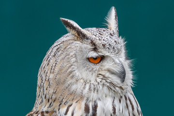 Búho Bengalí. Bubo bengalensis.
