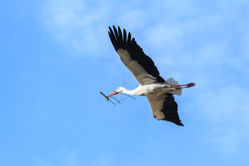 White stork in flight with a branch in its beak, Alfaro in La Rioja (Spain)
