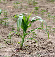 Corn plant