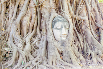  tête de Bouddha, temple de Wat Phra Mahathat 