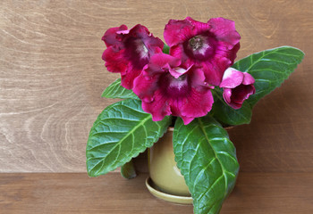 Blooming gloxinia