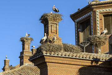 Storks in San Miguel Collegiate Church, Alfaro (Spain)