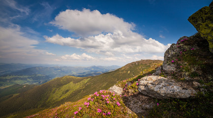 Magic pink rhododendron flowers in the mountains