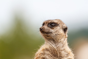 Suricato. Suricata suricatta.