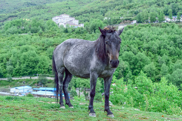 Fototapeta premium horse