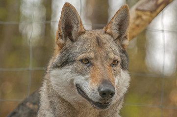 Czechoslovakian wolfdog;