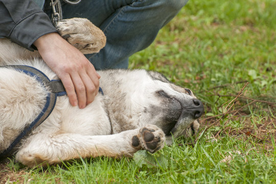 Czechoslovakian wolfdog;